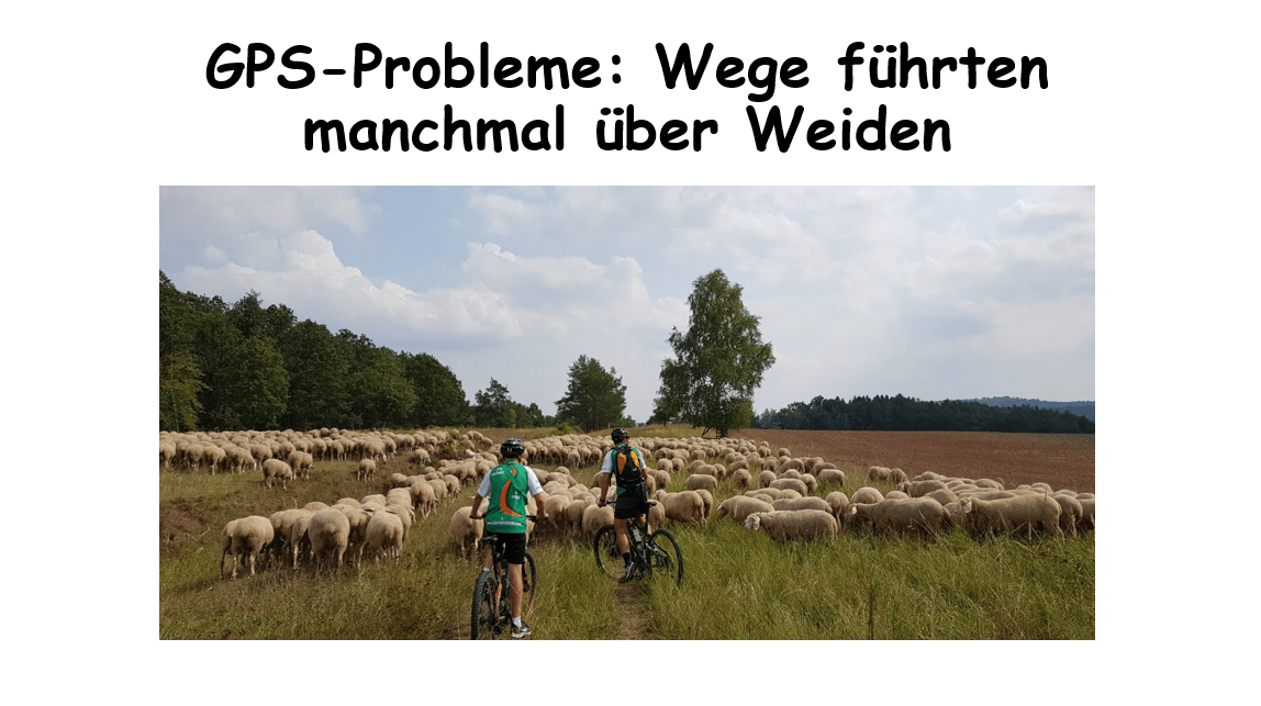 Zwei Fahrradfahrer:innen fahren durch eine Herde von Schafen